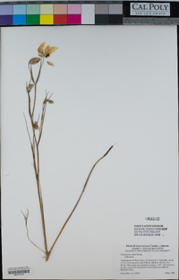 Calochortus albus image