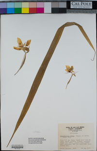 Calochortus albus image