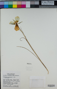 Calochortus gunnisonii image