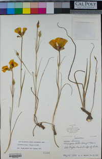 Calochortus luteus image