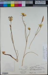 Calochortus luteus image