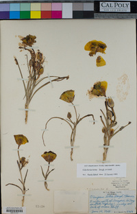 Calochortus luteus image