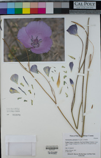 Calochortus splendens image