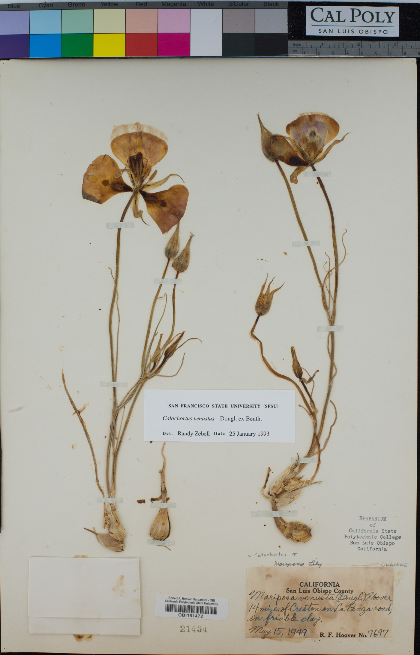 Calochortus venustus image