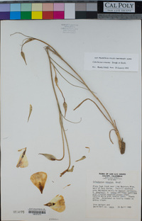 Calochortus venustus image
