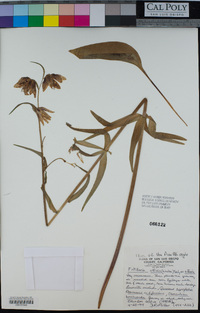 Fritillaria affinis var. affinis image