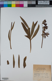 Fritillaria biflora image