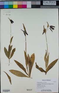 Fritillaria biflora image