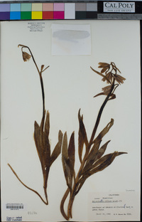 Fritillaria biflora image