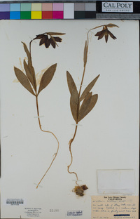 Fritillaria biflora image