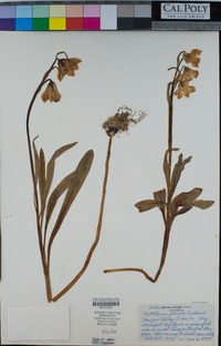 Fritillaria striata image