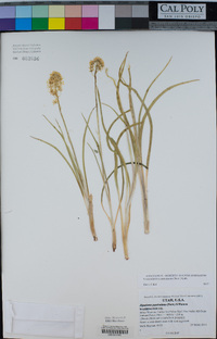 Zigadenus paniculatus image