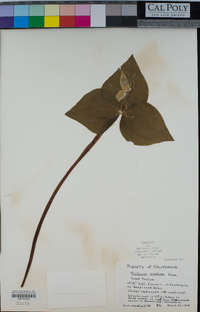 Trillium ovatum image