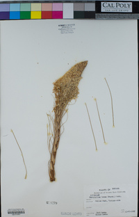 Xerophyllum tenax image