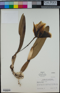 Image of Cattleya labiata