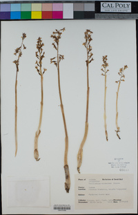 Corallorhiza wisteriana image