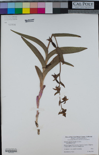 Epipactis gigantea image