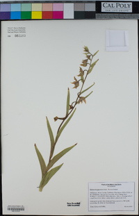 Epipactis gigantea image