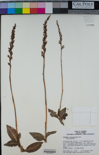 Goodyera oblongifolia image