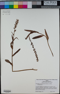 Platanthera convallariifolia image
