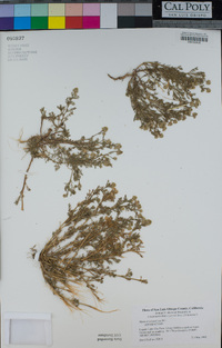 Matricaria discoidea image