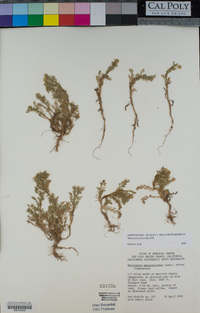 Matricaria discoidea image