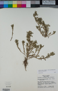 Matricaria discoidea image