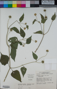 Melanthera aspera image