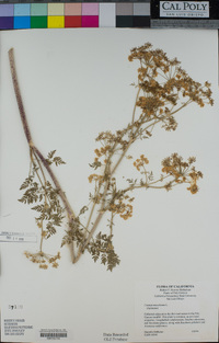 Conium maculatum image