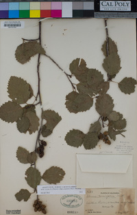 Alnus incana subsp. tenuifolia image