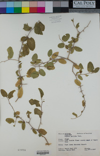 Celtis pallida image