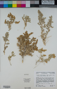 Atriplex confertifolia image