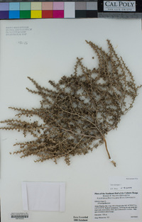 Salsola tragus image