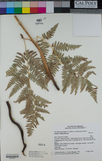 Pteridium aquilinum var. pubescens image