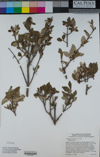 Shepherdia canadensis image