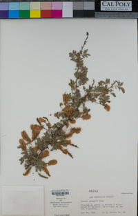 Acacia greggii image