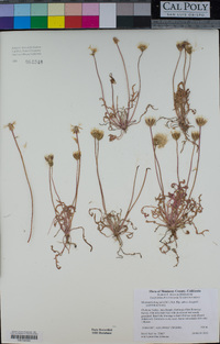 Microseris douglasii image