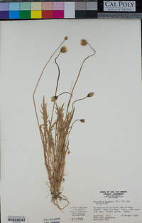 Microseris douglasii image