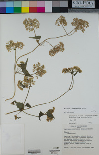 Mikania micrantha image