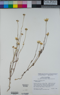 Monolopia lanceolata image