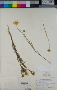 Monolopia lanceolata image