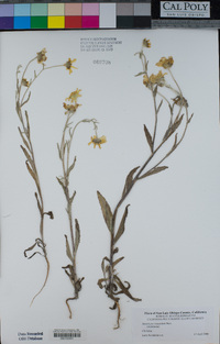 Monolopia lanceolata image