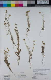 Monolopia stricta image