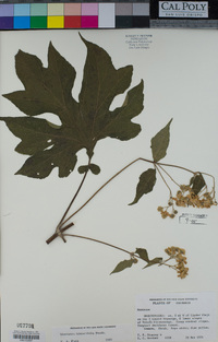 Montanoa hibiscifolia image