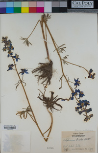 Delphinium bicolor image