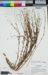 Oncosiphon pilulifer image