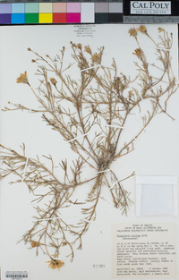Nicolletia trifida image