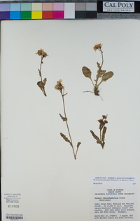 Packera dimorphophylla image