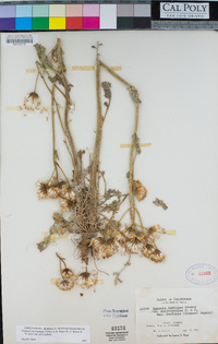 Packera eurycephala var. eurycephala image