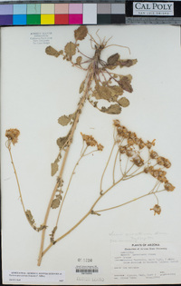 Packera quercetorum image